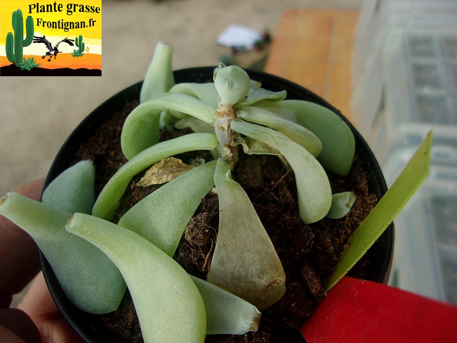 parasites et maladies plantes grasses et succulentes
